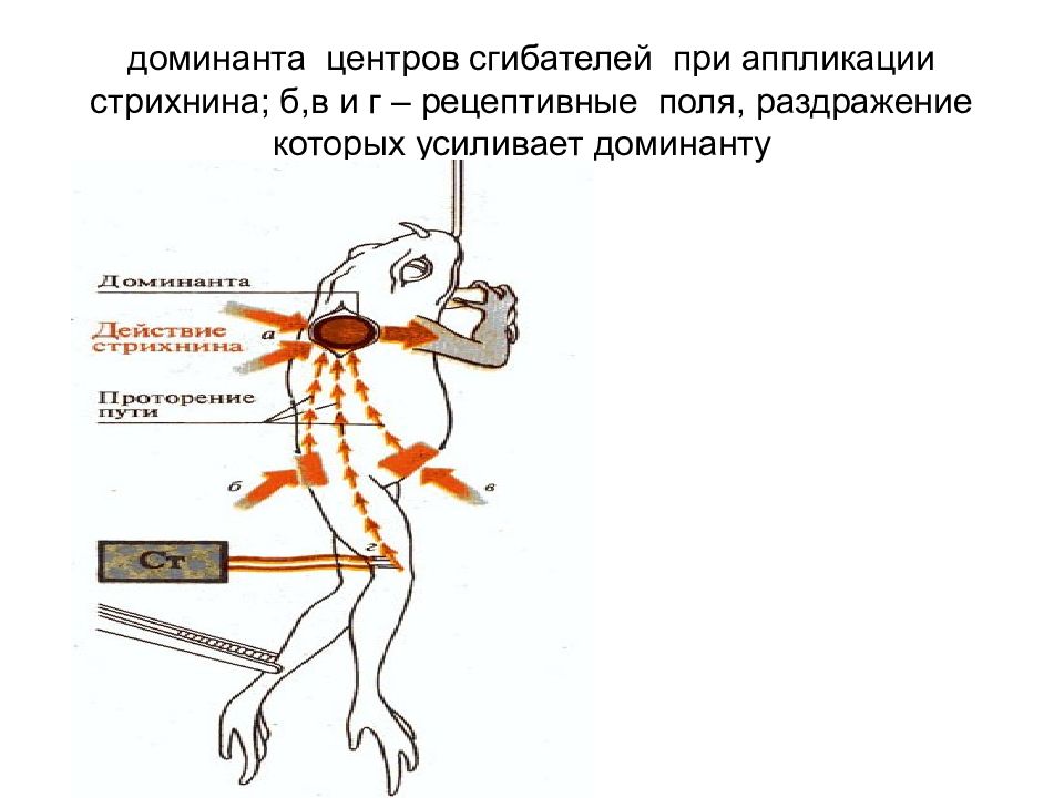 Рецептивное поле рефлекса. Свойство Доминанты нервных центров. Нервный центр сгибателей. Рецептивное поле рефлекса лягушки. Ахиллов рефлекс рецептивное поле.