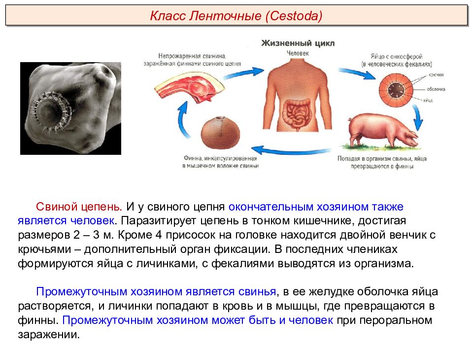 Свинья и свиной цепень