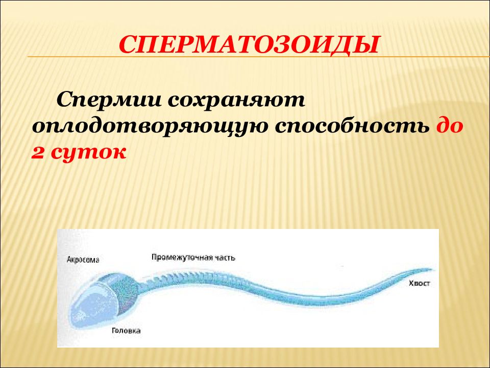 Спермий. Оплодотворяющая способность спермиев. Оплодотворяющая способность сперматозоидов. Способность к оплодотворению сперматозоидов. Сперматозоиды сохраняют способность к оплодотворению в течении.