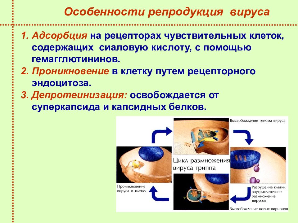 Особенности репродукции человека. Особенности репродукции вирусов. Признаки репродукции вирусов. Особенности репродукции ДНК содержащих вирусов. Особенности репродукции РНК содержащих вирусов.