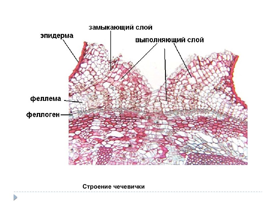 Чечевички. Строение ткани Чечевичка. Строение чечевички. Строение чечевичек у растений. Схема строения чечевички.