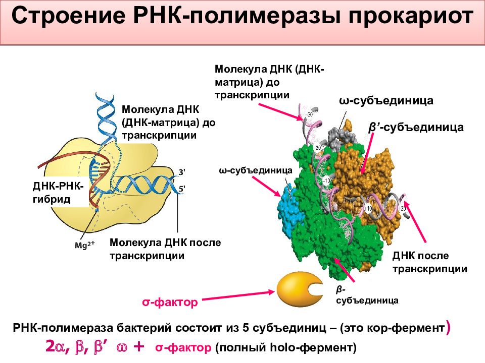 Рнк карта личный кабинет