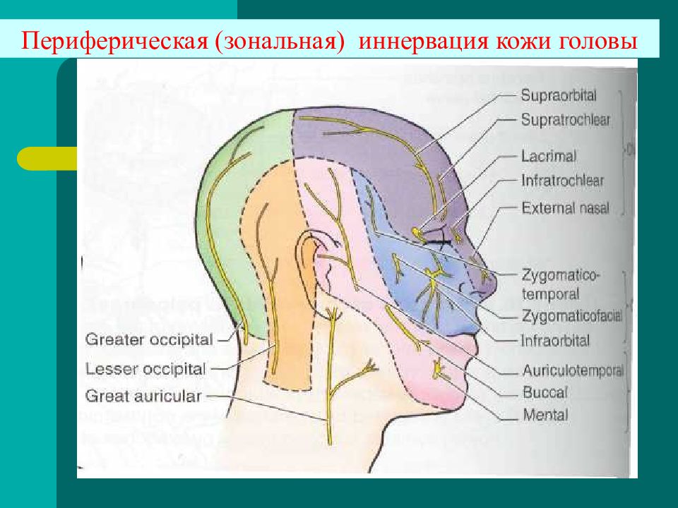 Схема нервы головы