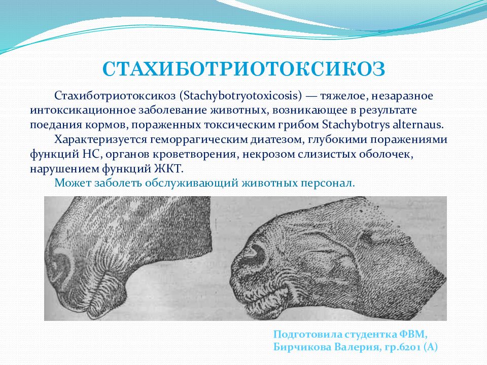 СТАХИБОТРИОТОКСИКОЗ Стахиботриотоксикоз ( Stachybotryotoxicosis ) — тяжелое,