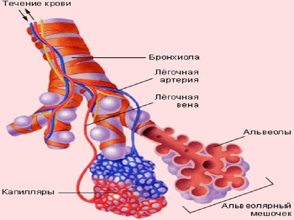 Легочные капилляры. Легочные пузырьки заполнены. Функции легочных пузырьков альвеол. Легочные пузырьки заполнены воздухом. Легочные пузырьки заполнены соединительной тканью.