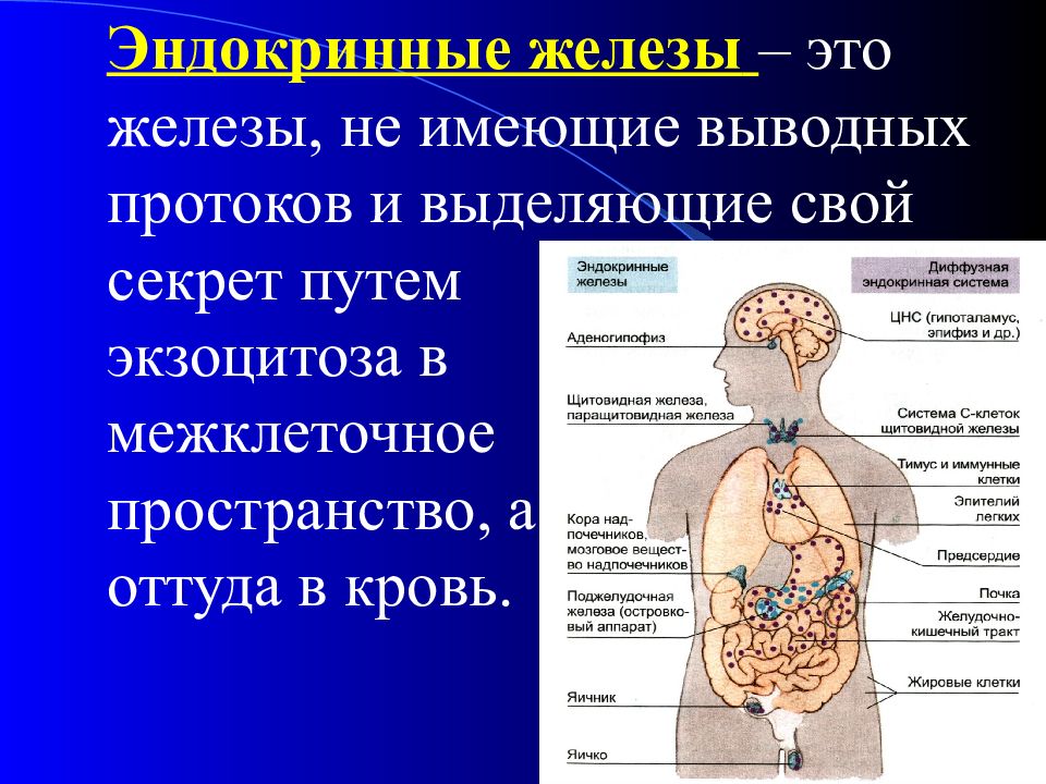 Фото желез внутренней секреции