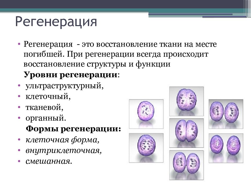 Определите вид компенсаторно приспособительных реакций подпишите картинки