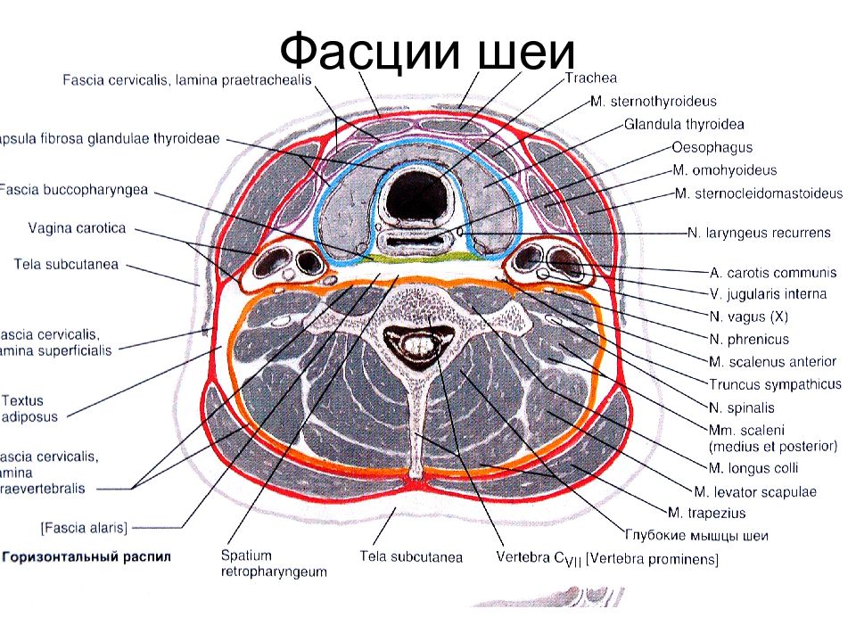 Фасции шеи схема