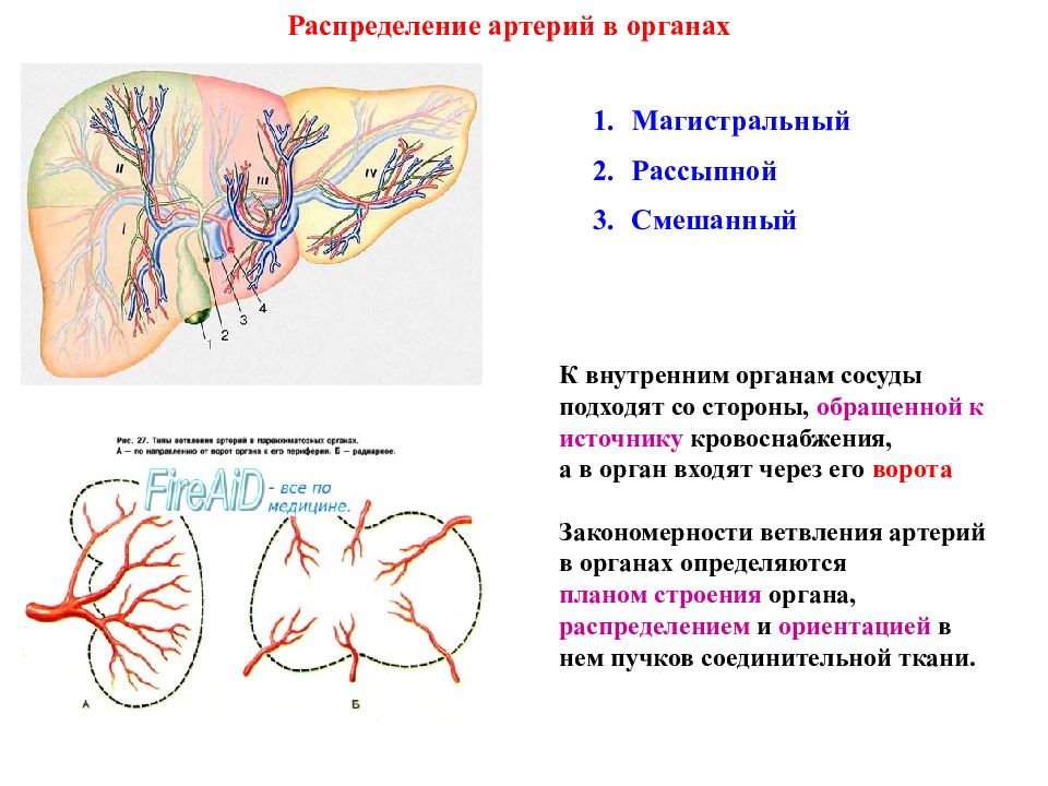 Чем отличаются артерии. Магистральный Тип кровоснабжения. Магистральный и рассыпной Тип кровоснабжения. Типы ветвления артерий. Артерии распределения это.