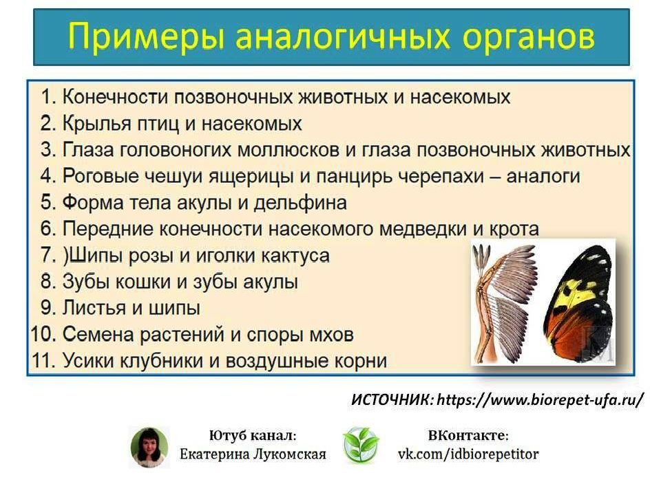 Аналогичные органы картинка