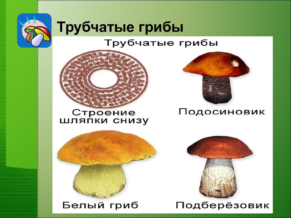 Пластичные и трубчатые грибы