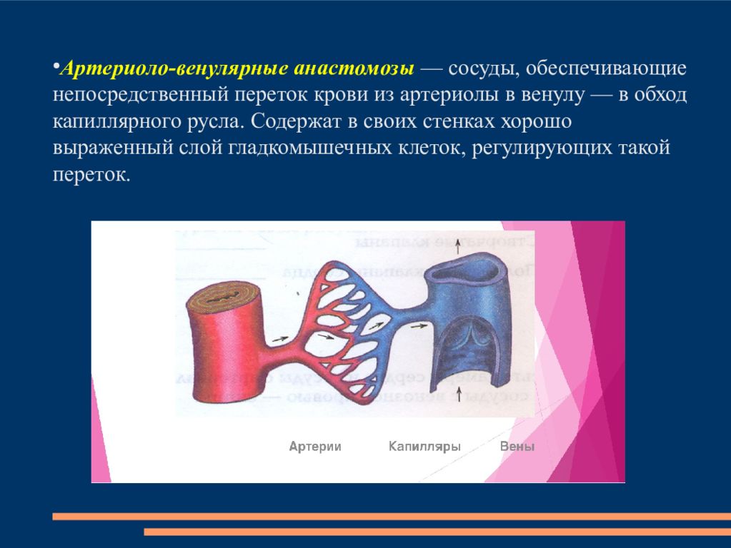 Звонкий сосуд. Артериоло-венулярные анастомозы. Сосуды сосудов. Строение артерии вены и капилляры.