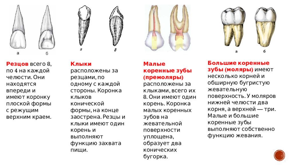 Премоляры и моляры предназначены для у млекопитающих. Строение резца зуба. Общая анатомия зубов. Резцы. Клыки. Строение коронки рехацов. Зубы анатомия резцы клыки.