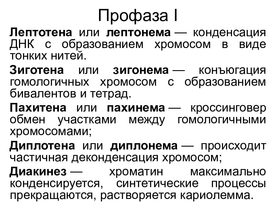 Лептотена. Лептотена зиготена пахитена диплотена диакинез. Лептонема зигонема. Лептотена процессы. Мейоз профаза лептотена зиготена пахитена диплотена.