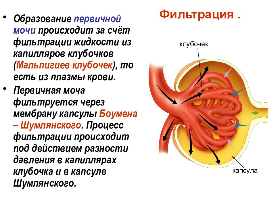 Схема образования первичной и вторичной мочи