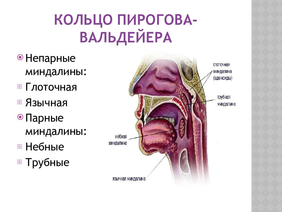 Гланды строение схема