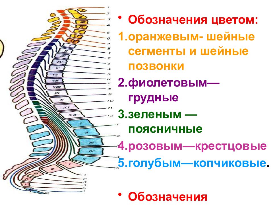 Шейный сегмент. Топография сегментов спинного мозга. Сегменты s1 s2 спинного мозга.