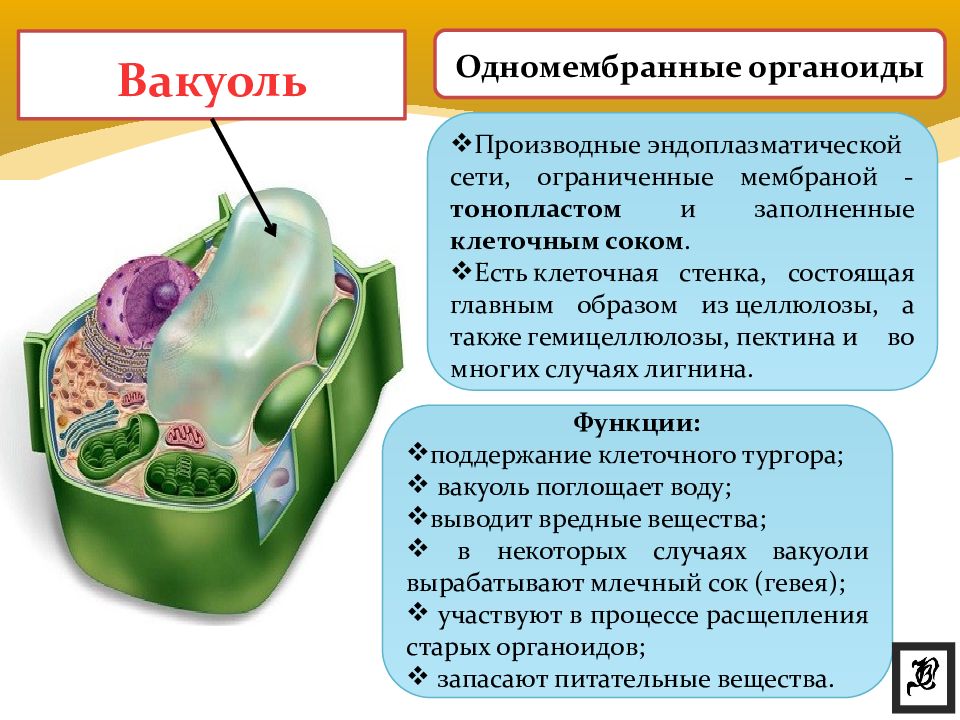 Одномембранные органоиды презентация