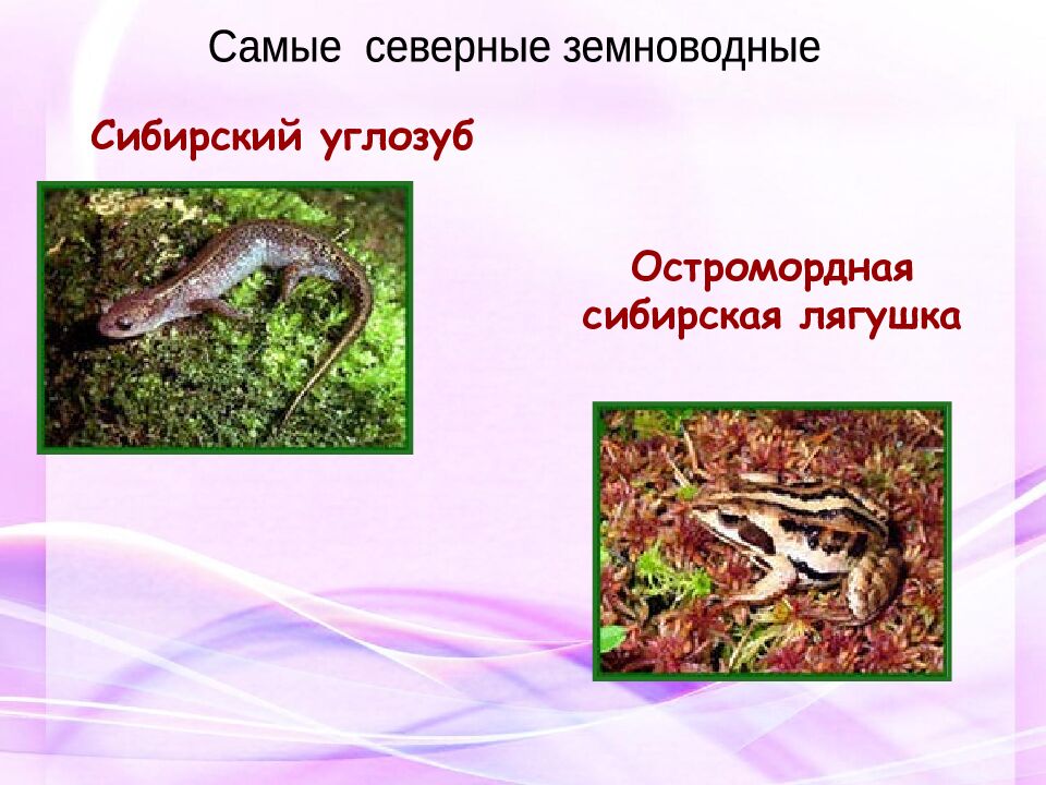 Классная работа Тема: МНОГООБРАЗИЕ И ЗНАЧЕНИЕ ЗЕМНОВОДНЫХ «Лягушкам только