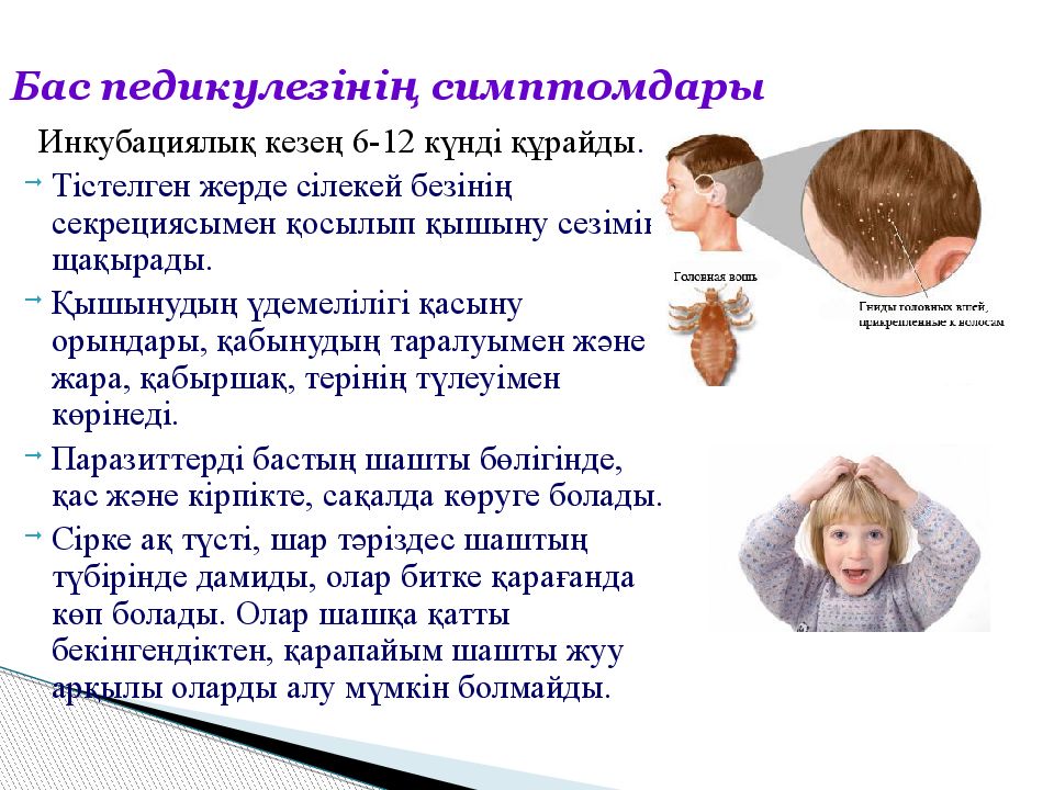 Педикулез проводится. Педикулез плакат. Презентация на тему педикулез эпидемиология.