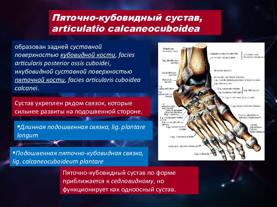 Сустав образован костями. Таранно-пяточно-кубовидный сустав. Пяточно-кубовидный сустав связки. Таранно-ладьевидный и пяточно-кубовидный суставы. Подошвенная пяточно кубовидная связка.