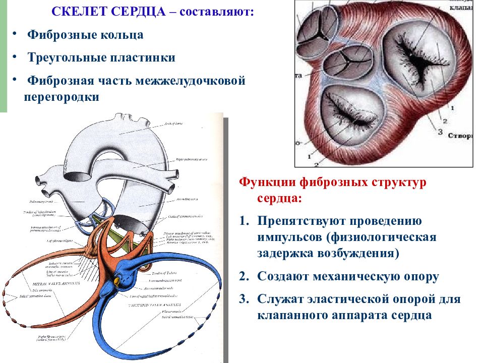 Скелет сердца. Части фиброзного скелета сердца. Фиброзные кольца сердца функции. Мягкий скелет сердца анатомия. Фиброзный мягкий скелет сердца.