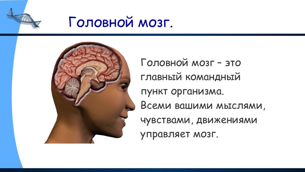 Строение человека презентация строение мозга