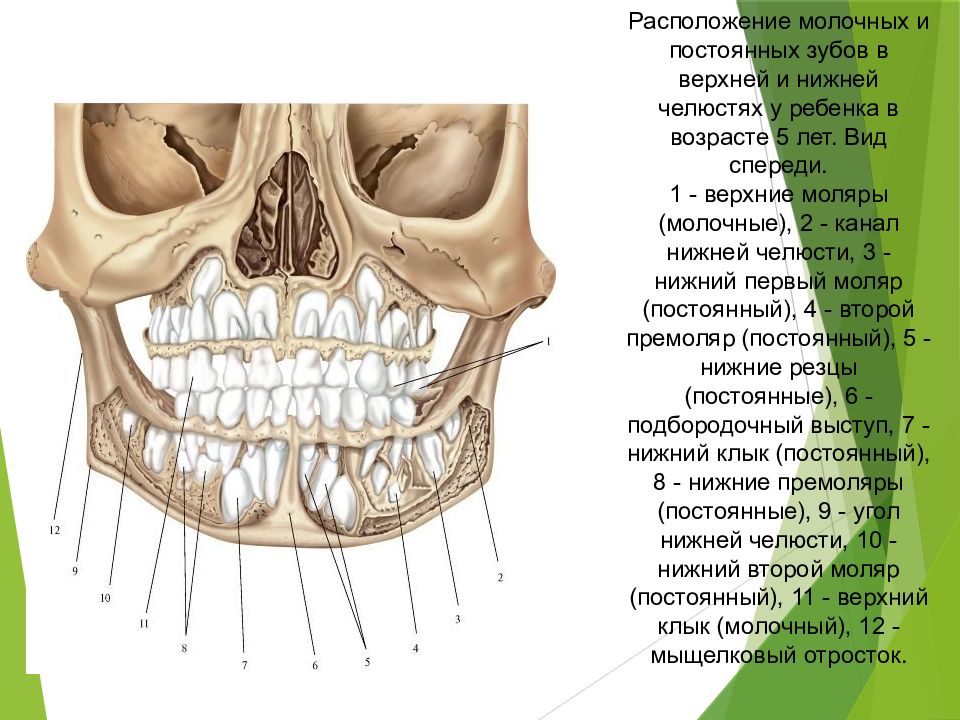 Зубная челюсть нижняя. Строение молочного и коренного зуба. Строение молочных зубов у детей. Молочные зубы у детей строение черепа. Строение челюсти и зубов анатомия.