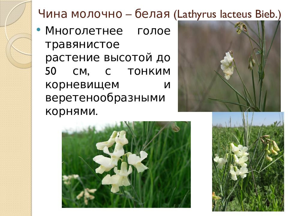 Сходство и различие бобовых и крестоцветных. Семейство бобовые корень. семейство бобовые значение в природе. почему чина в семействе бобовых. чина весенняя схема растения.