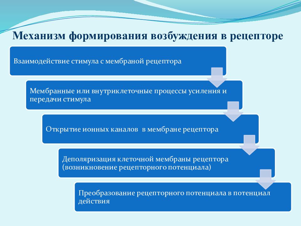 Механизм формирования. Механизм формирования возбуждения в рецепторе. Формирующий механизм. Условия возникновения возбуждения. Уровень механизмов возбуждения.