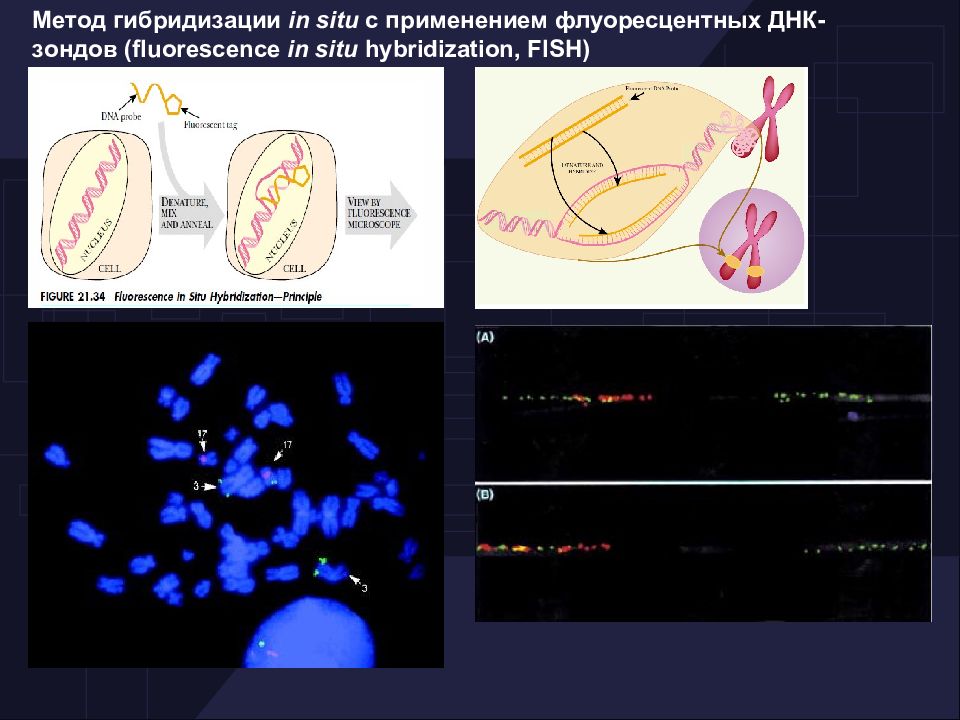 In situ. Метод флуоресцентной гибридизации ДНК in situ. Метод гибридизации in situ. Флуоресцентная гибридизация in situ Fish. Метод гибридизации in situ (Fish).