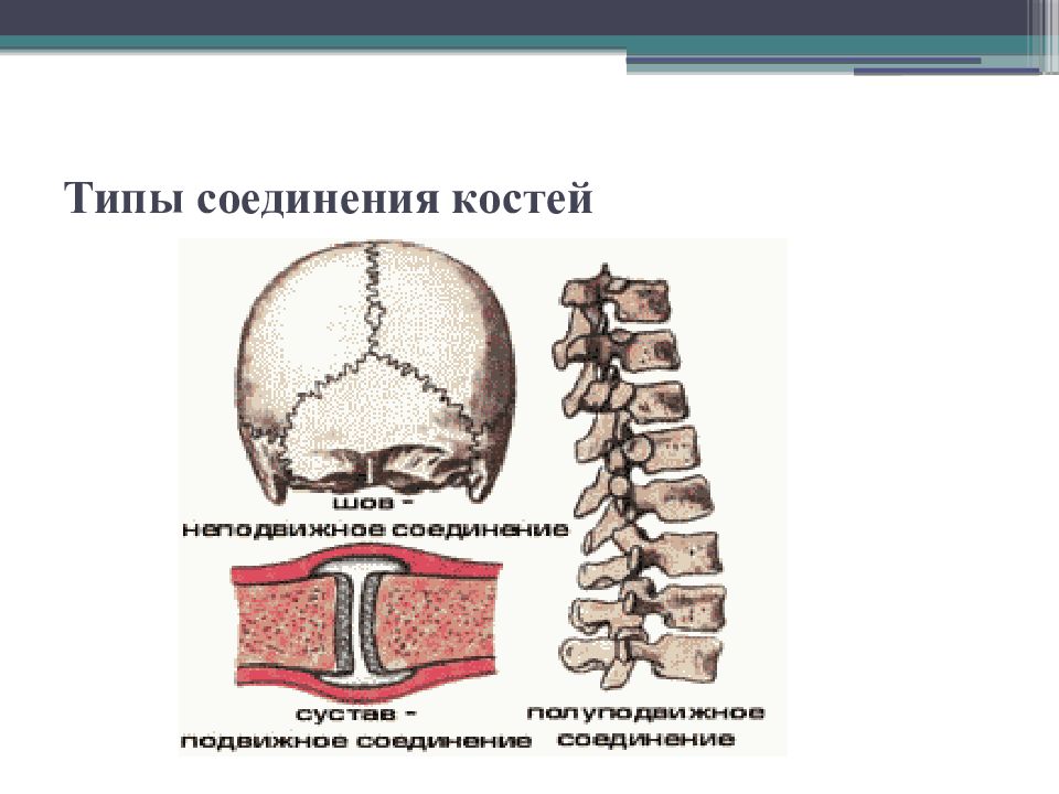 Полуподвижные соединения костей черепа