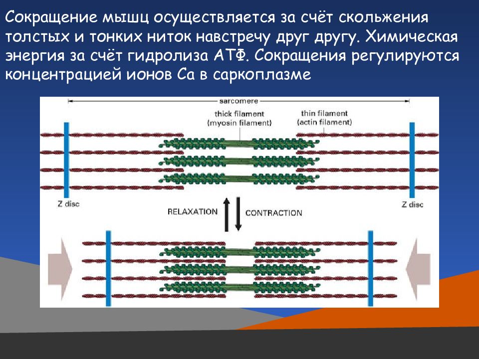 Сокращение мышц это. Сокращение мышц. Мышечное сокращение. Как происходит мышечное сокращение. Принцип мышечного сокращения.