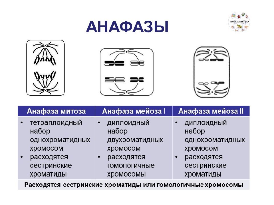 Мейоз схема егэ