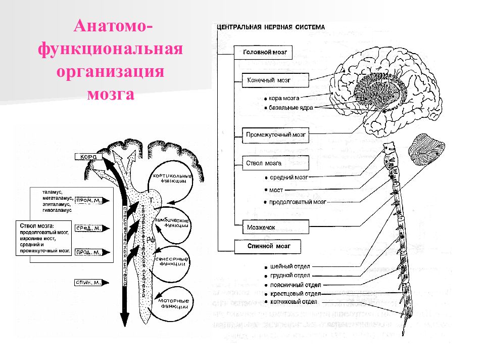 Внд физиология презентация