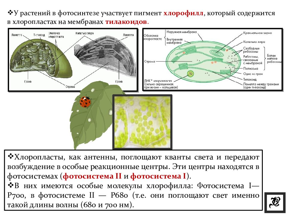 Биосинтез углеводов фотосинтез