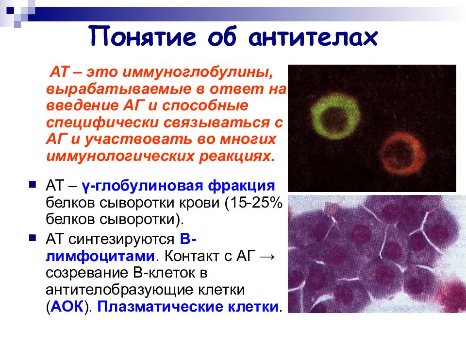 Презентация иммуноглобулины микробиология