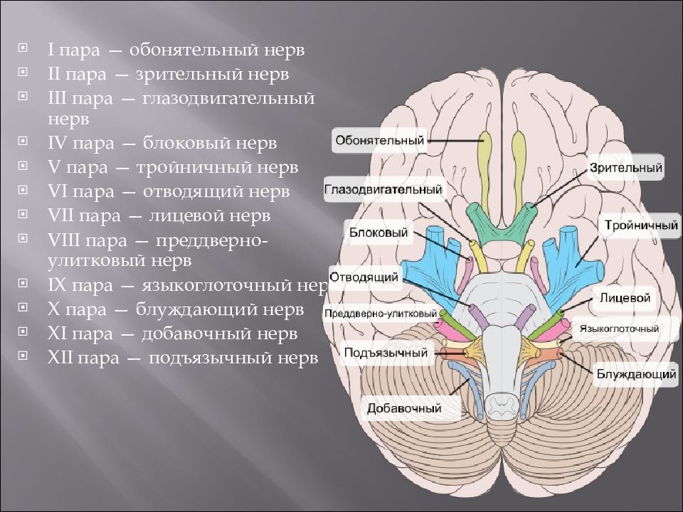Расположение черепных нервов. Черепно-мозговые нервы 12. Волокна черепно мозговых нервов. Черепные нервы 5 и 6. 12 Пар черепно мозговых нервов.