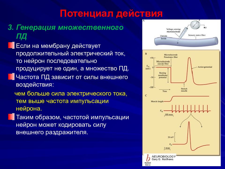 Потенциал действия физиология презентация