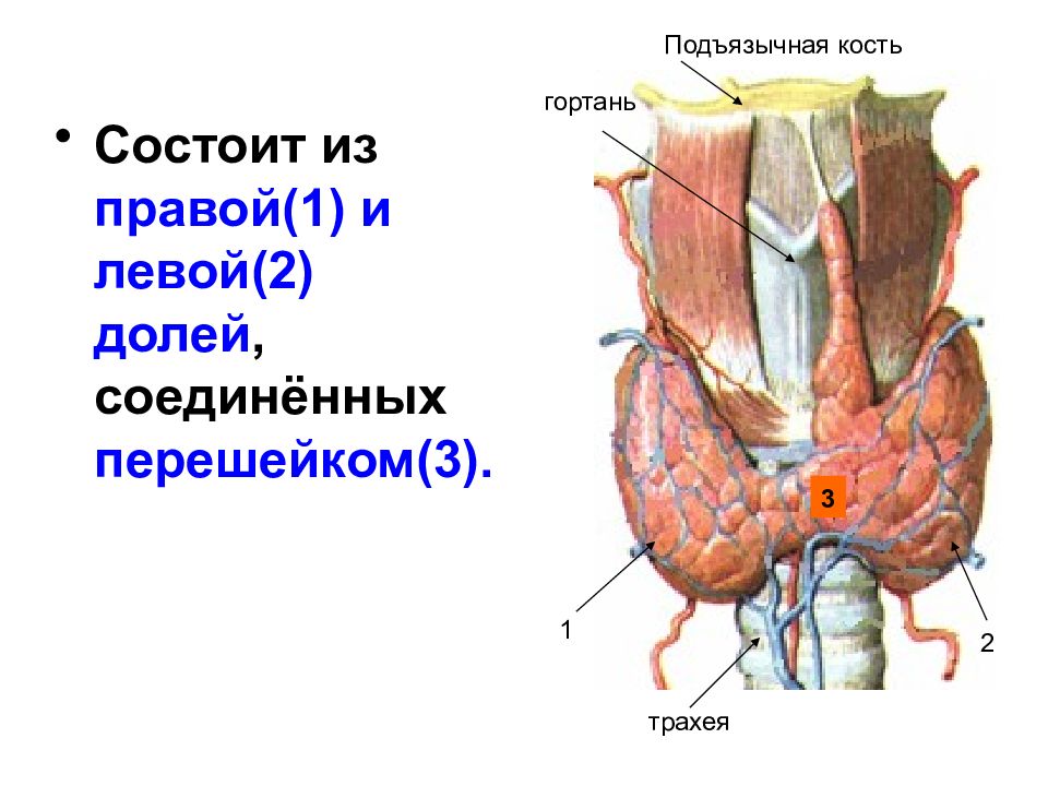 Щитовидная железа анатомия и физиология презентация