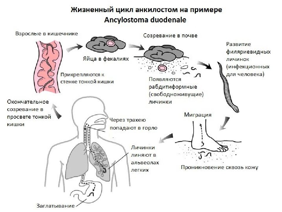 Заражение человека. Цикл развития анкилостомы схема. Ancylostoma duodenale жизненный цикл. Жизненный цикл анкилостомид схема. Жизненный цикл кривоголовки двенадцатиперстной кишки.