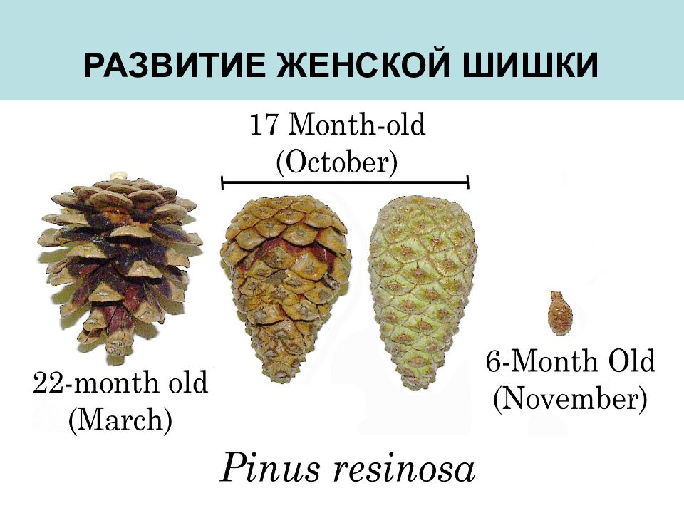 Строение шишок. Строение шишки голосеменных. Женские шишки голосеменных. Строение мужской и женской шишки голосеменных. Строение женской шишки голосеменных.