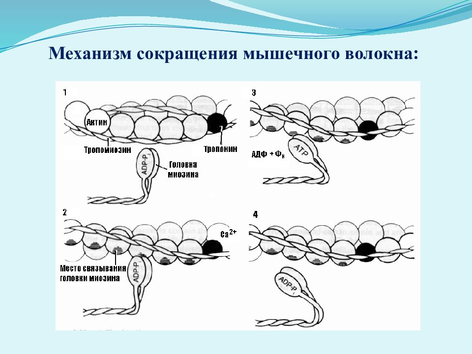 Сокращение мышечного волокна. Механизм сокращения мышечного волокна.