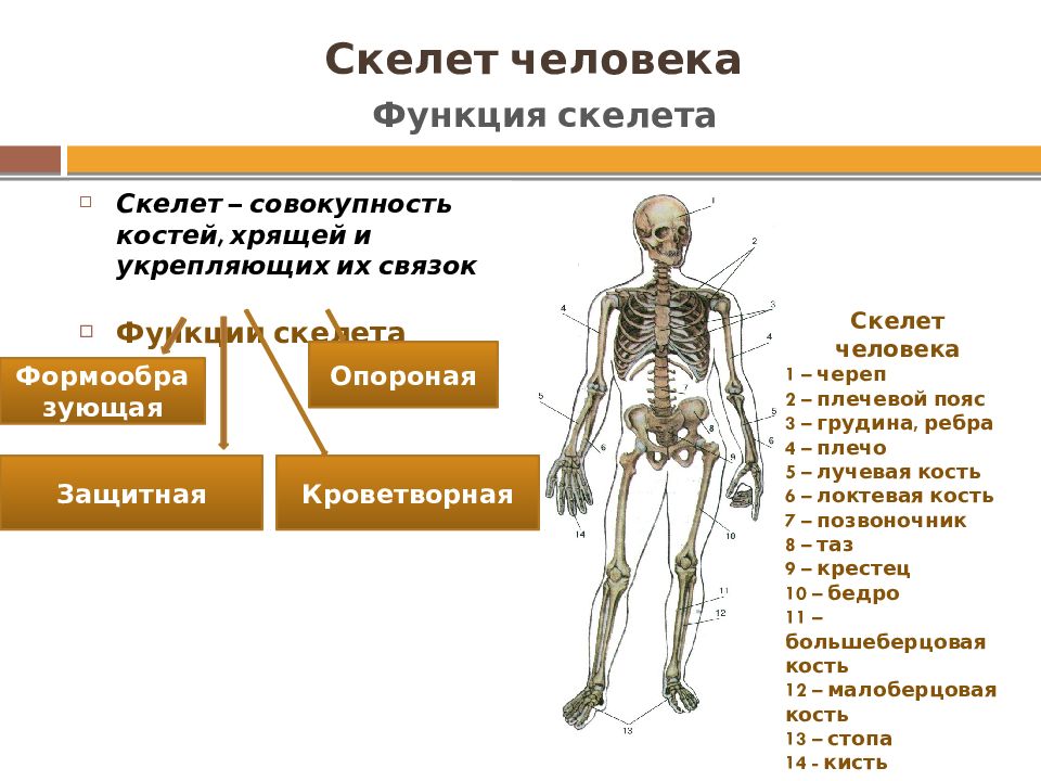 Опорная функция скелета человека