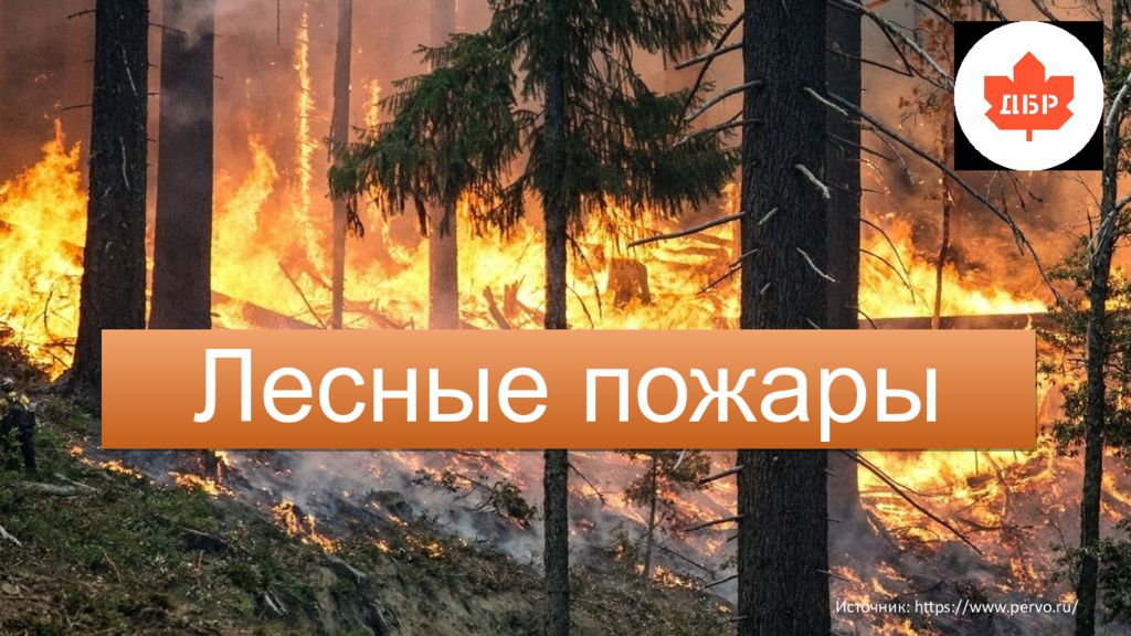 Лесные пожары Источник: https://www.pervo.ru/