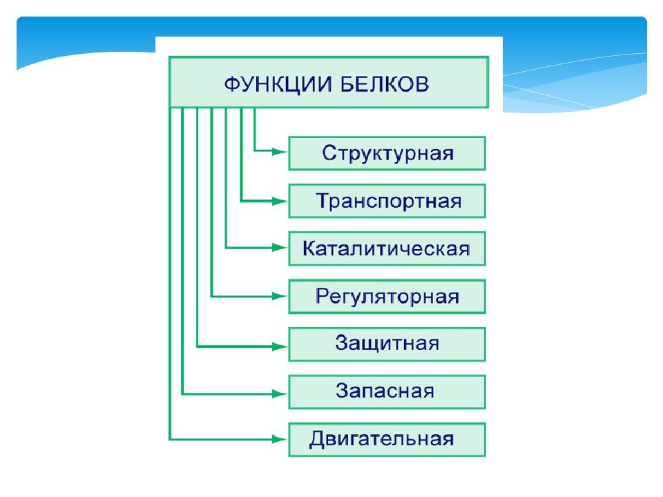 Амины аминокислоты белки презентация