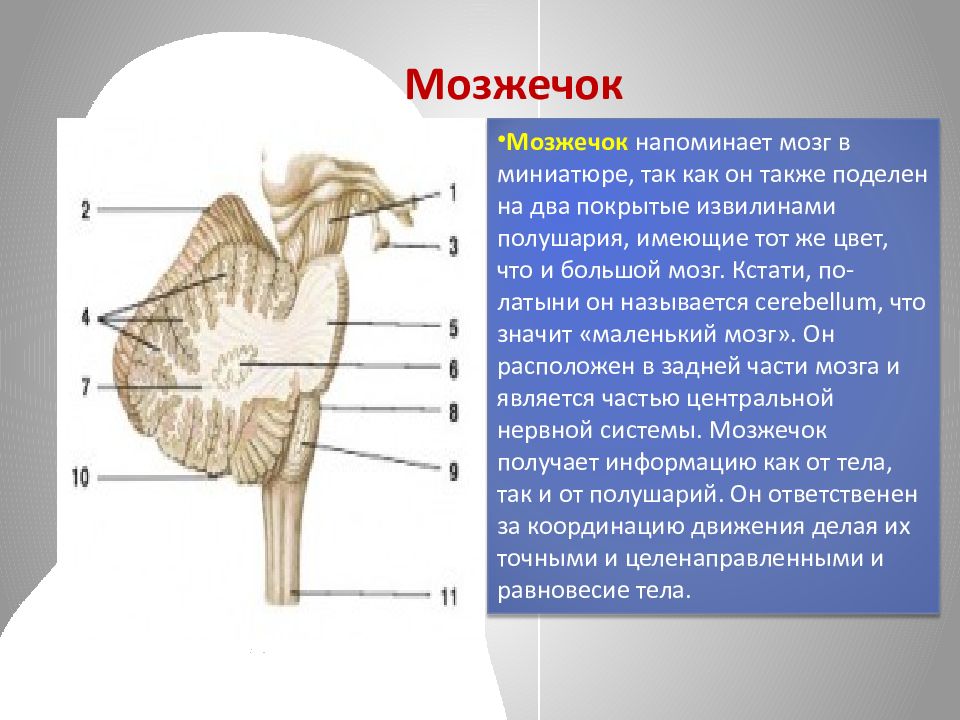 Мозжечок где находится у человека фото