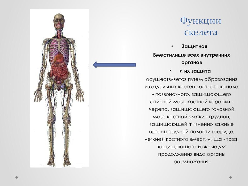 Механической функции скелета человека. Функции скелета. Защитная функция скелета. Функции скелета опорная защитная. Строение и функции скелета.