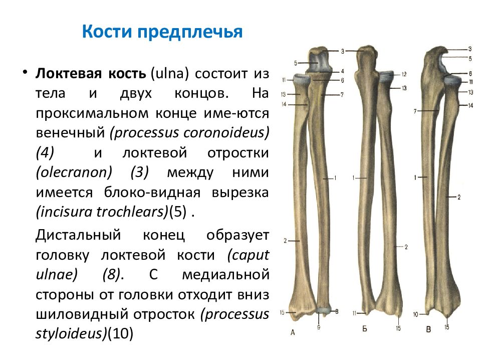Кости предплечья анатомия человека. Строение костей предплечья. Кости предплечья анатомия рисунок. Кости правого предплечья вид спереди.
