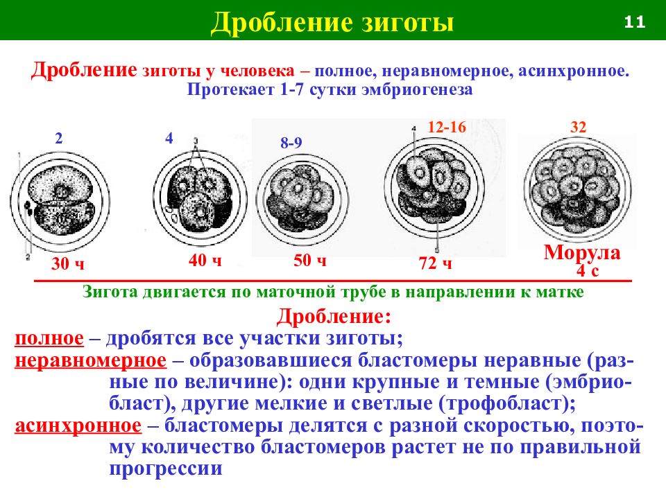 Начинается с митотического деления зиготы. Полное неравномерное асинхронное дробление. Дробление зиготы человека полное неравномерное асинхронное. Дробление зародыша человека полное асинхронное неравномерное. Неравномерное дробление зиготы.